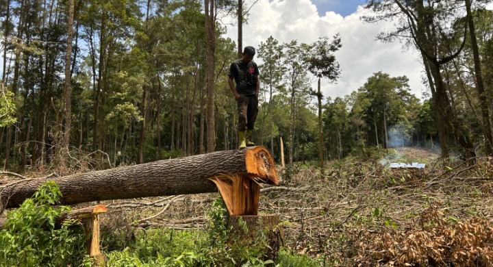 penegakan hukum melempem, hutan repa penyangga danau toba ditebas