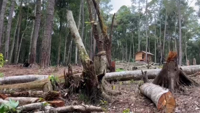 4 hektar kawasan hutan lindung di repa - sipolha digunduli pembalak liar
