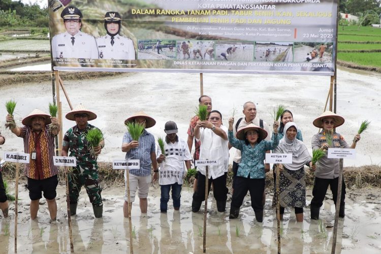 Pemko siantar salurkan 10 ton benih padi untuk lahan seluas 400 hektar walikota wesly silalahi dalam acara tanam padi serentak di lahan persawahan blok 3, kelurahan bah sorma, kecamatan siantar sitalasari, jumat (23/05/2025). ist