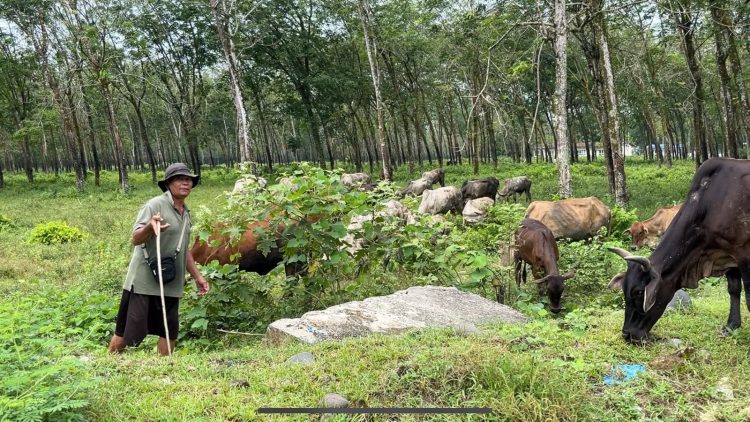 Digempur pasar online, penjualan lembu kurban peternak simalungun anjlok peternak di simalungun keluhkan penjualan lembu anjlok usai diterpa pasar online. (foto: akbar harahap)