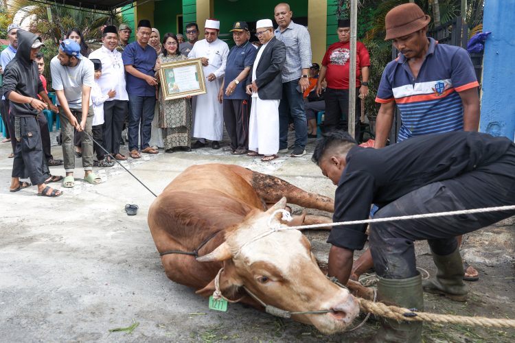 Walikota wesly serahkan sapi kurban kepada mui penyembelihan hewan kurban di depan kantor mui pematangsiantar. ist