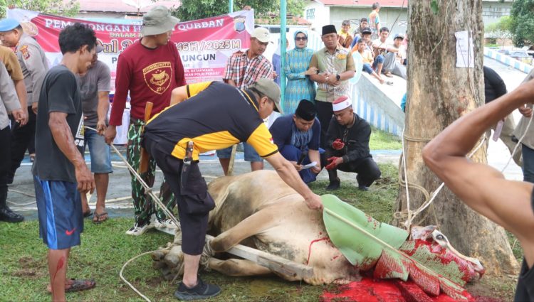 Polres simalungun sembelih 17 hewan kurban perayaan idul adha penyembelihan hewan kurban digelar kantor satlantas polres simalungun. ist