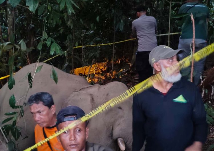 Gajah Jantan Ditemukan Mati di Peunaron, Diduga Akibat Racun Rumput