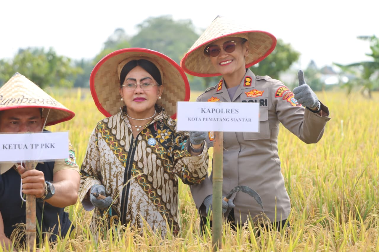 panen raya di siantar, kapolres dan pemko dorong penguatan ketahanan pangan