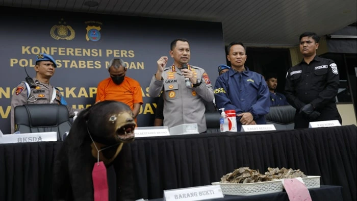 polrestabes medan menangkap dua pelaku perdagangan satwa dilindungi dan menyita beruang madu yang diawetkan dan sisik trenggiling.
