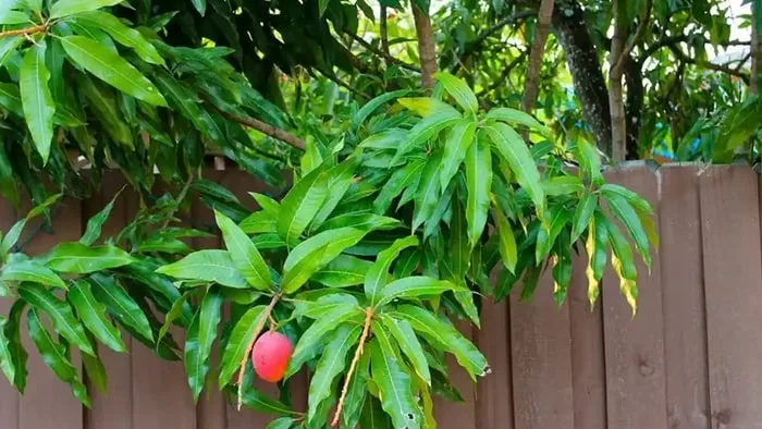 Buah jatuh di lahan tetangga, siapa pemilik sahnya? Begini aturan hukumnya menurut islam sengketa buah jatuh di lahan tetangga kerap memicu konflik antarwarga. begini aturan hukum fikihnya menurut ajaran islam.