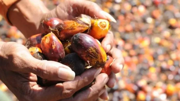 Harga cpo tender ptpn selasa ini koreksi tipis, harga tertinggi susut rp35 harga cpo hasil tender ptpn pada selasa 16 desember 2025 tercatat rp14.215 per kg, turun rp35 dari tender sebelumnya. dmi masih dominan.