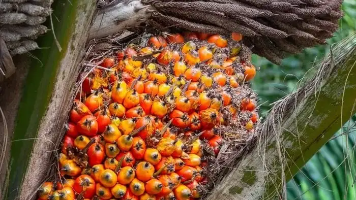 Harga cpo ptpn hari ini, wni dominasi kemenangan tender di banyak lokasi pergerakan harga minyak sawit mentah atau crude palm oil (cpo) dalam rangkaian tender cpo ptpn kembali menampilkan persaingan sengit.