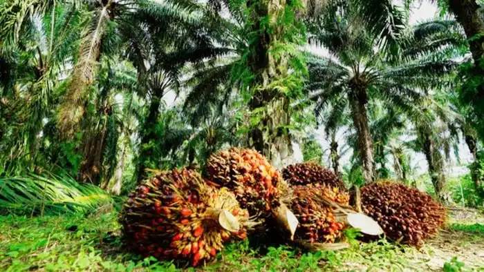 Cpo melejit usai banjir sumatera, saham perkebunan bergolak di bursa lonjakan harga cpo dunia usai banjir besar di sumatra memicu gejolak saham emiten sawit. andi melesat 7%, sementara sejumlah saham cpo lain mengikuti tren penguatan.